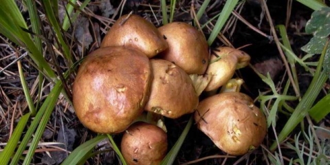 Kada sakupljati vrganje: u kojim šumama, mjestima i vremenu sakupljanja u rusiji